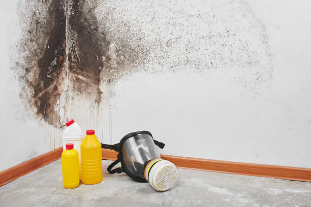 Best Home Mold Removal  in Ponca City, OK