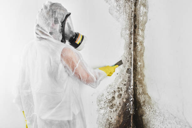 Best Commercial Mold Removal  in Ponca City, OK