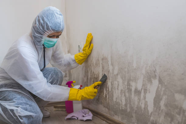 Best Fast Mold Removal  in Ponca City, OK