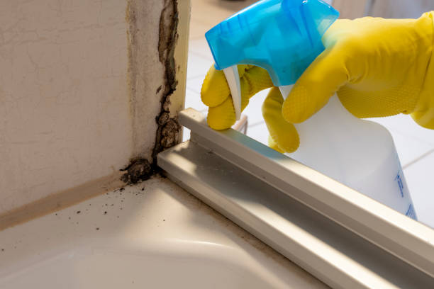 Best Mold Damage Repair  in Ponca City, OK