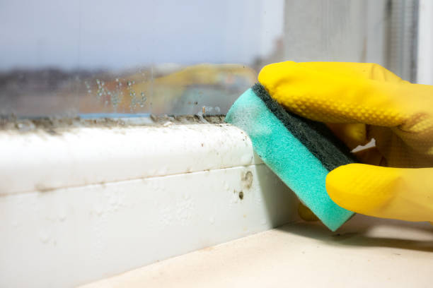 Best Emergency Mold Removal  in Ponca City, OK