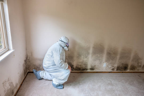 Trusted Ponca City, OK Mold Removal Experts