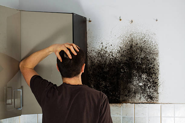 Best Affordable Mold Removal  in Ponca City, OK